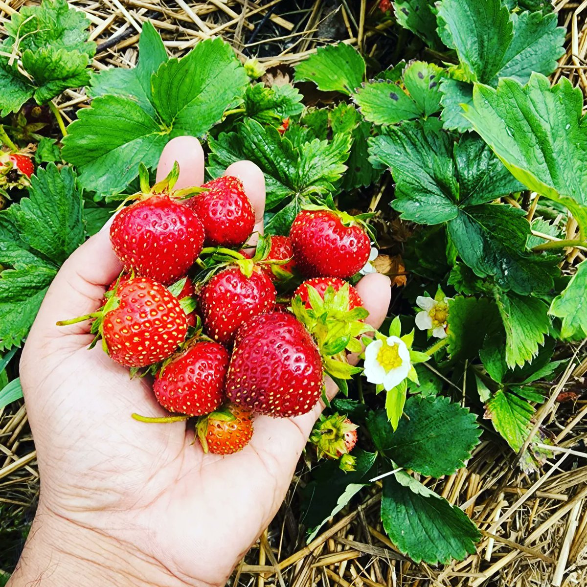 TastyHeatsFoods's tweet photo. Strawberry ๐ Picking ....
#Strawberry #strawberrypicking #Manitoba #localbusiness #SupportSmallBusiness #winnipegbusiness #Winnipeg #upick #upickfarm https://t.co/r4vBxZbkbT