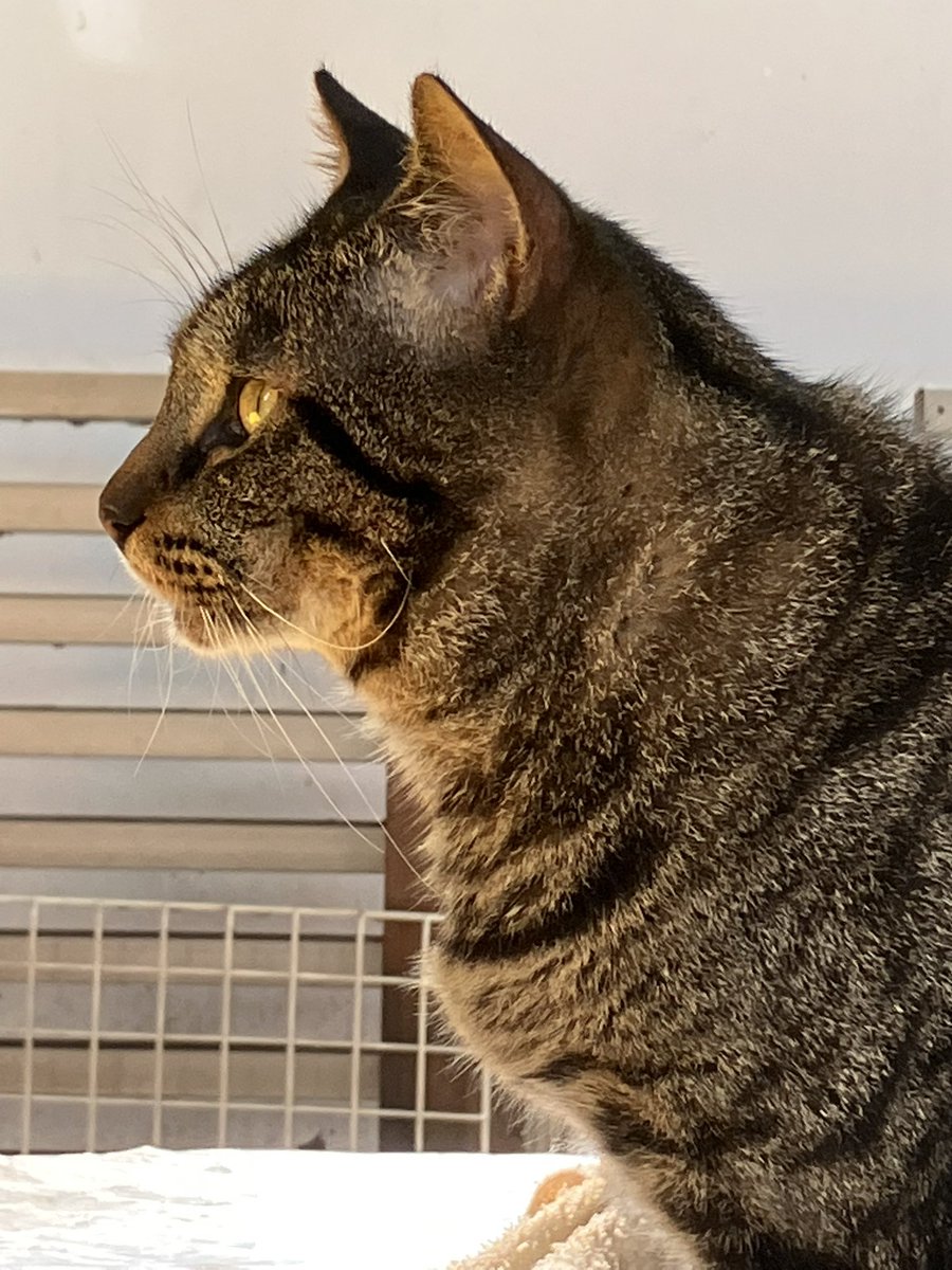 おはようございます！

今週も、柏しょうなんゆめファーム(<a href="/KS_Yumefarm/">柏しょうなんゆめファーム</a> )さんに来ています！
#猫　#ねちこやん