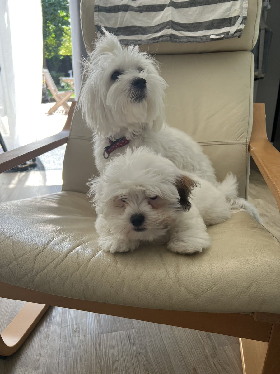 SophieFairless5's tweet photo. Well hello over there!! Toffee and puppy no name/ chilling in the kitchen today #whitedogs #cotondogs #puppy #teddybeardogs https://t.co/DkfZG7sP6z