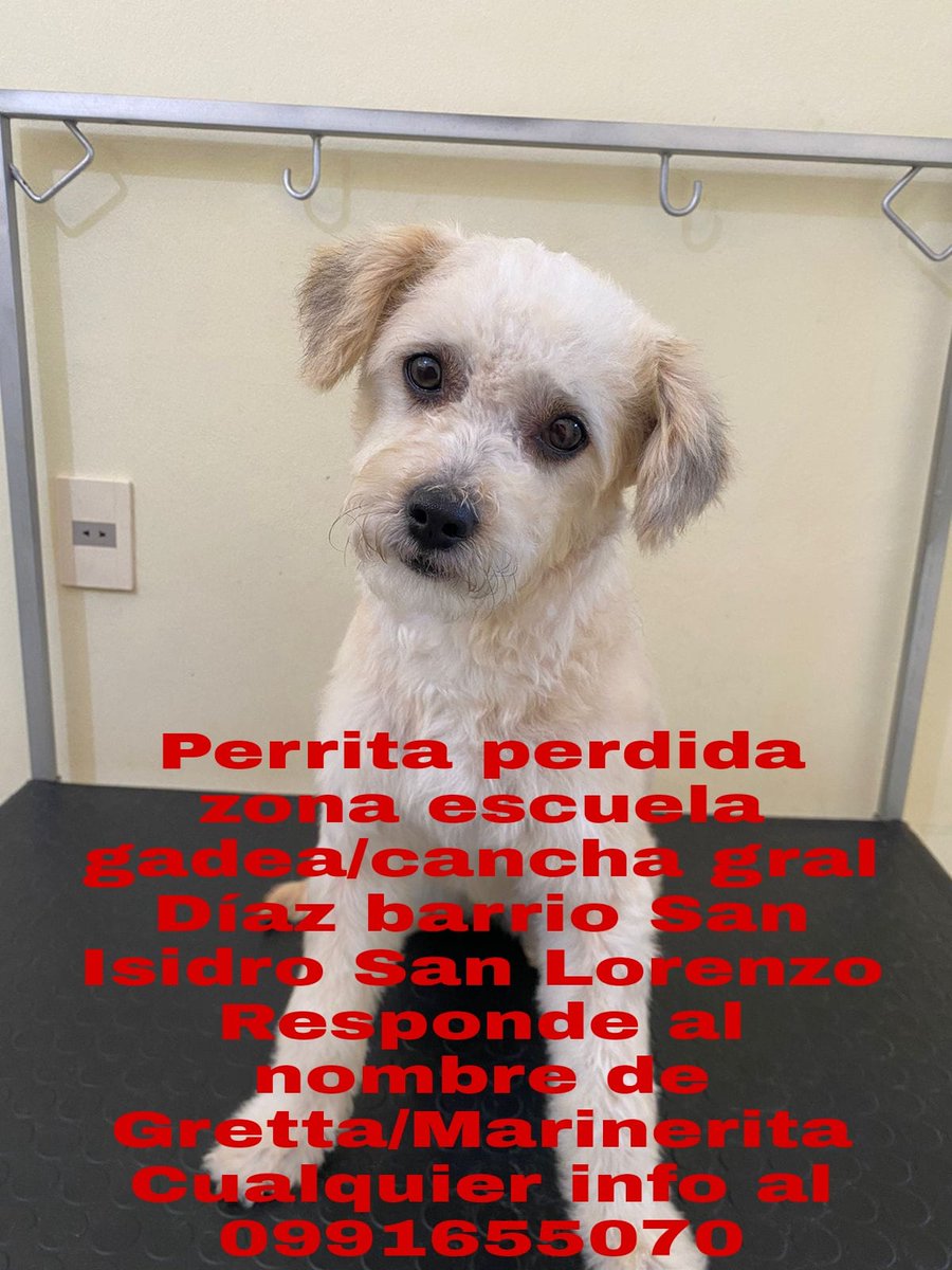 edithortizg's tweet photo. RT 🙏  nunca salió a la calle, su Flia está desesperada @perdidospy https://t.co/CF3zQV2SXG