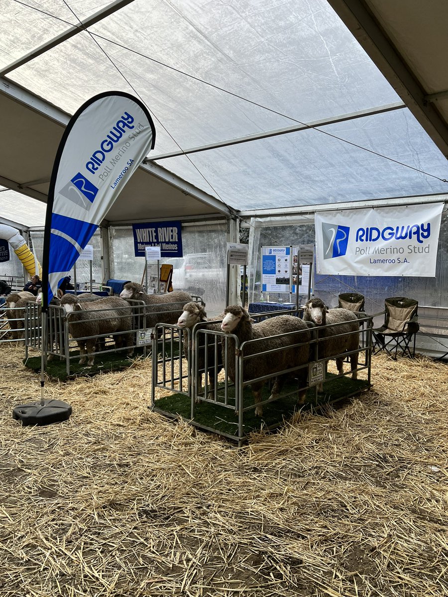 RidgwayMerinos's tweet photo. Last day to see these boys at Bendigo. Had a great time so far with lots of positive feedback on our team. https://t.co/yYlxgsgler