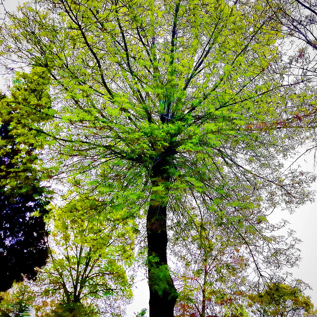 “Seni seviyorum demedi ama şöyle bitirdi mektubunu; kanadından öpüyorum, kalbimin kuşu.”

Franz Kafka