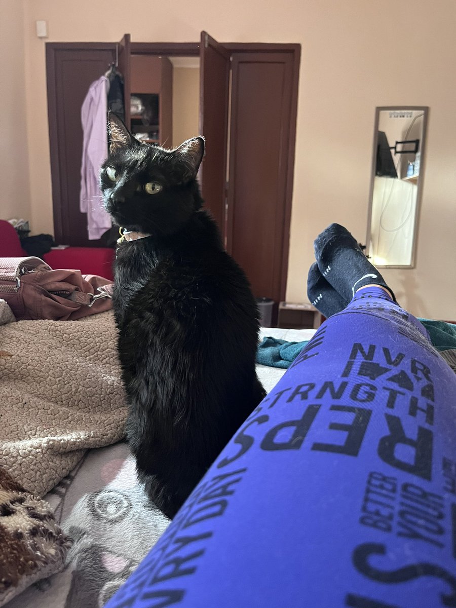 El_gatitoGordo's tweet photo. #Caturday #LaMofles #Guarderiaparagatoscallejeros #cdmx 🇲🇽 https://t.co/hMAUtBUnMs