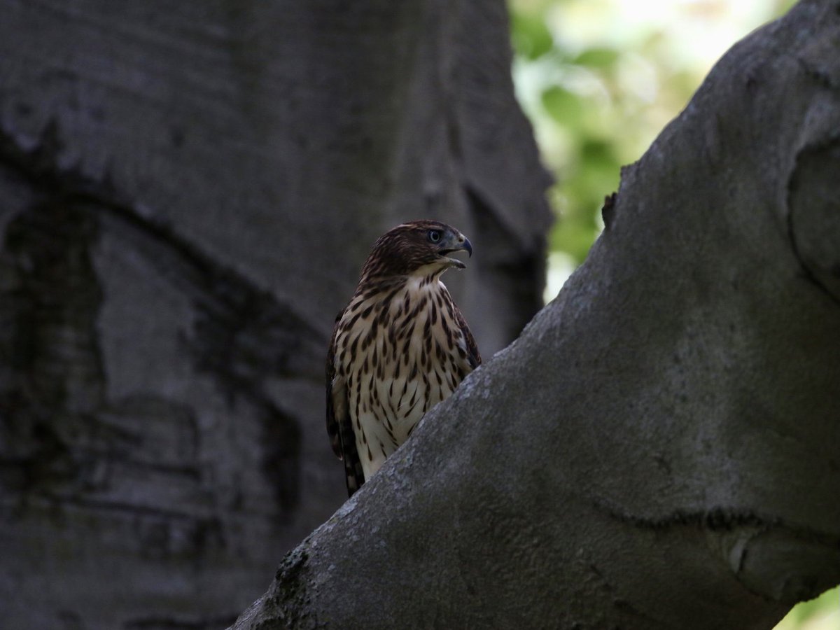 kyle_odonnell_'s tweet photo. Cooperβs hawk
#photography #nature #wildlife #naturephotography #wildlifephotography #twitternaturecommunity
#birds #birdtwitter #birdsofboston https://t.co/Om55bU15Kq
