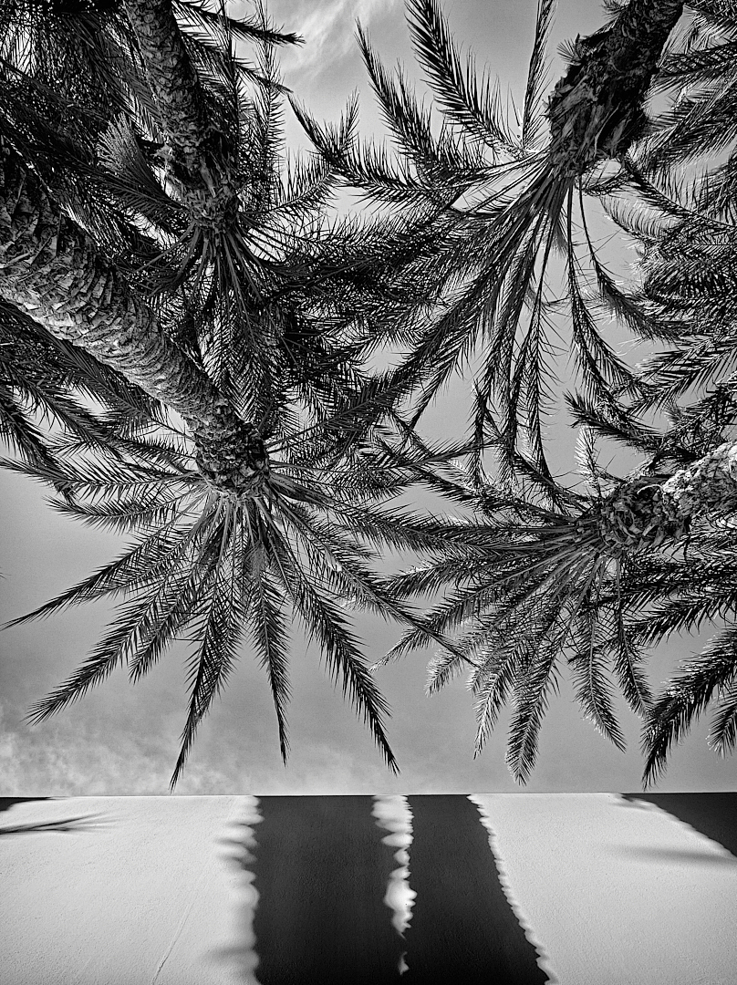 DailyPhotoGame1's tweet photo. (Re-Located #Palms) has been published. See the whole conversation at Daily Photo Game - https://t.co/RgerOAhNk1 #blackandwhitephotography, lookingup, palms #blackandwhitephotography #Lookingup https://t.co/qMUmHtSf4V