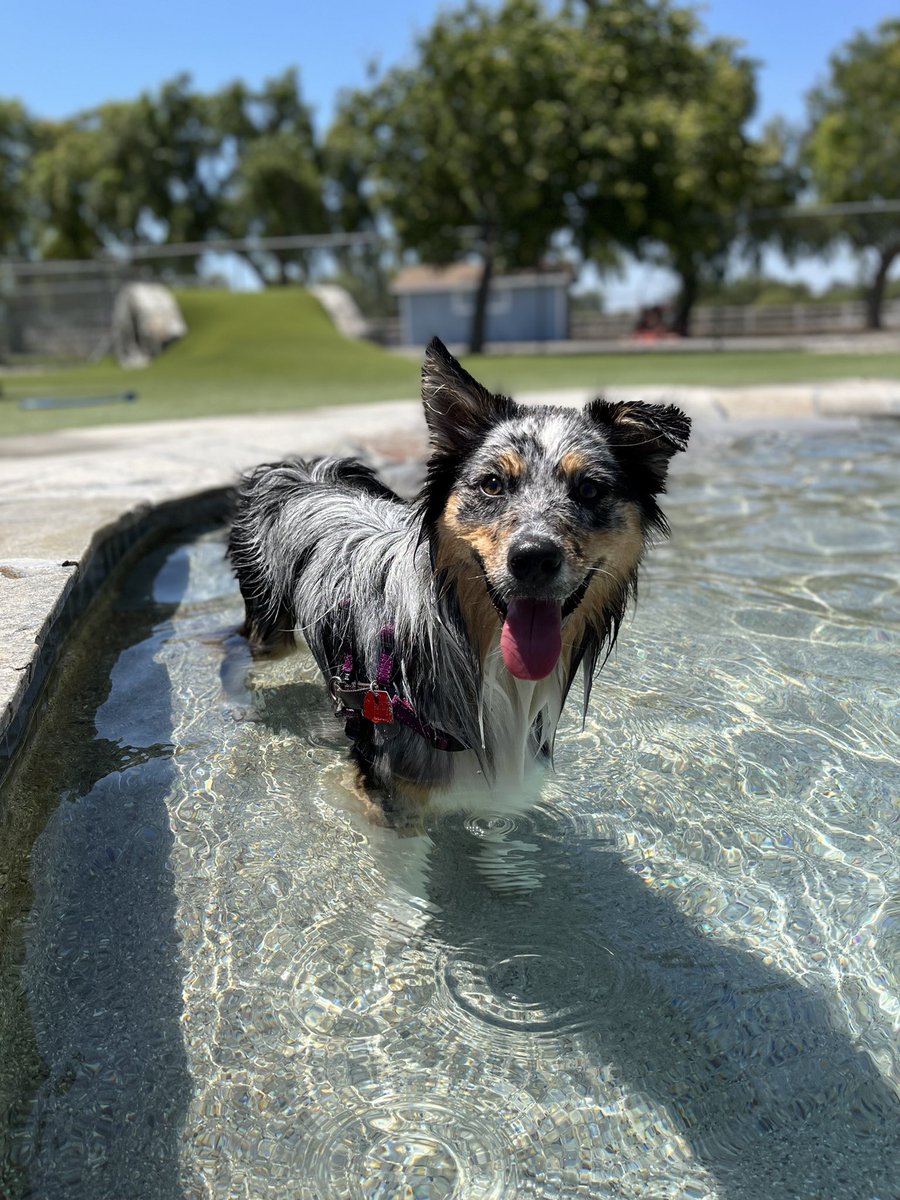Just_Ask_Paul's tweet photo. Reo at the puppy ๐ถ pool making puppy friends & keeping cool! #countrykennels #doggypool #poolday #pupfun #splashpark #zoomies #100plusdegrees #goswim https://t.co/7K2KaHtehS