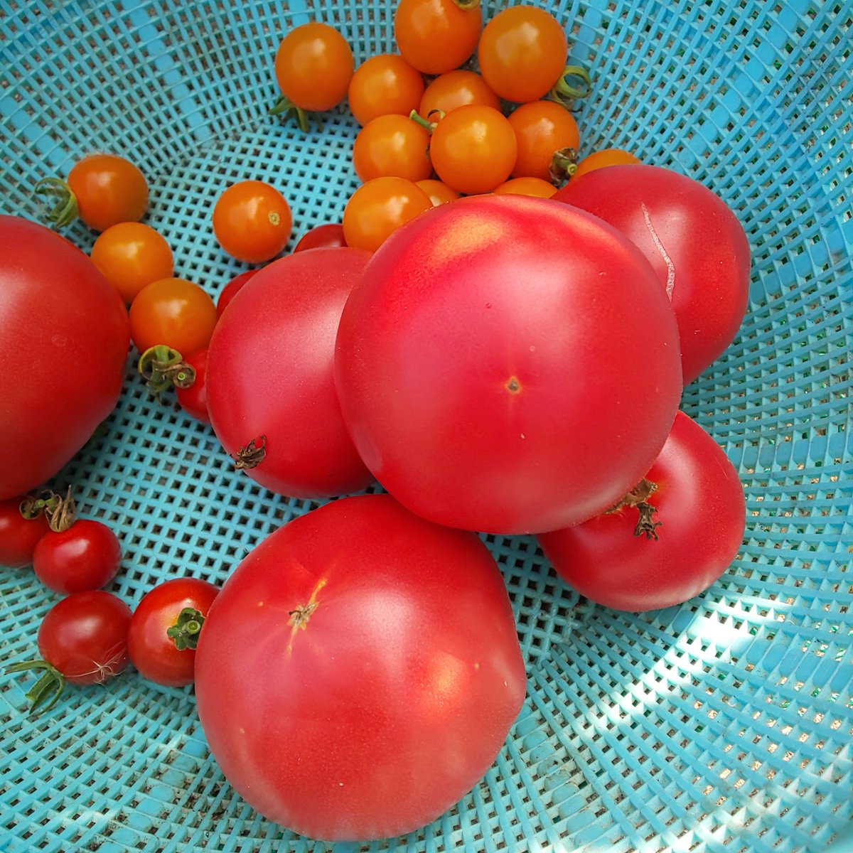 otento7's tweet photo. おはようございます😊
今日も暑い～☀️😵💦

ピカピカ✨トマト🍅初収穫‼️🥰
美味しそう～🤤🍴 https://t.co/tKElA467om