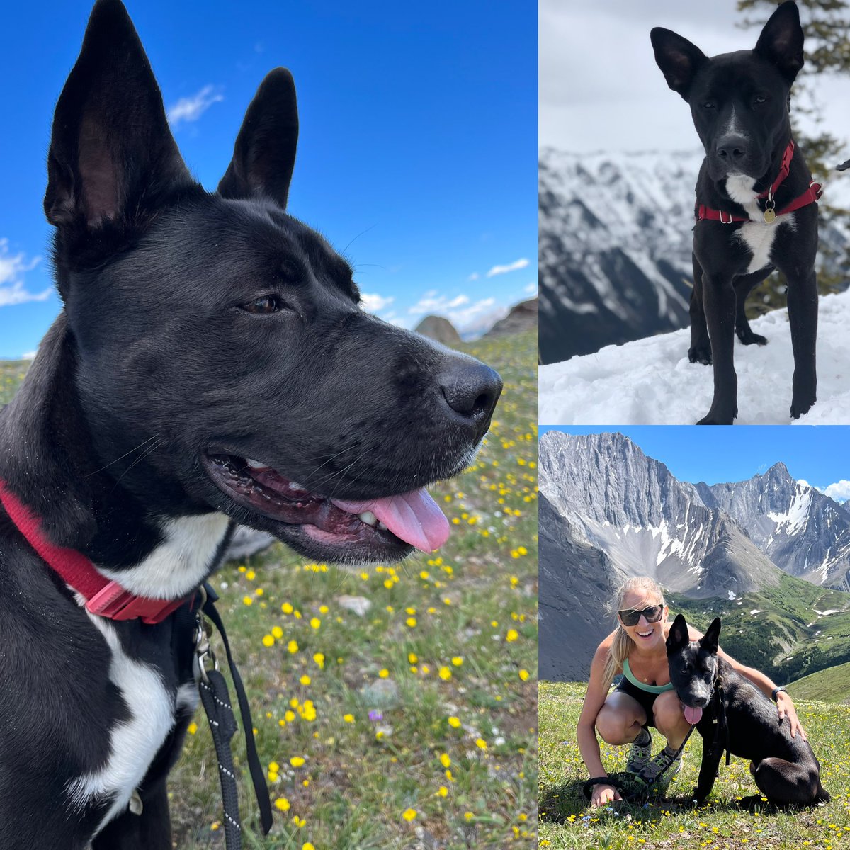 My second hike with Raisin today and she’s somehow STILL available for adoption in #YYC #Calgary .. she’s so well tempered and great for active people! If you’re looking for an #AdoptableDog in Calgary let me know!!