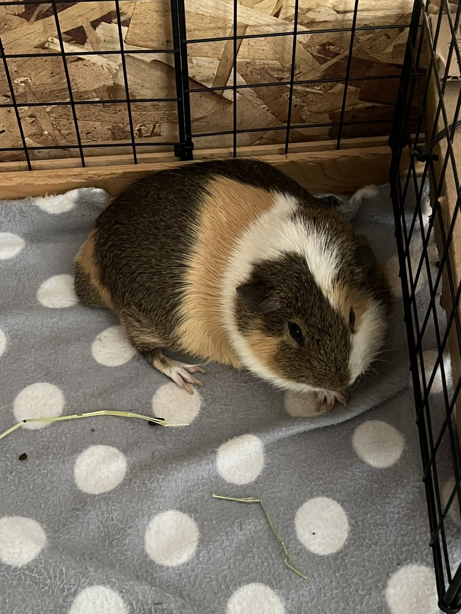 CanadaSkywalker's tweet photo. #GuineapigAppreciationDay https://t.co/81kn9UAcYA