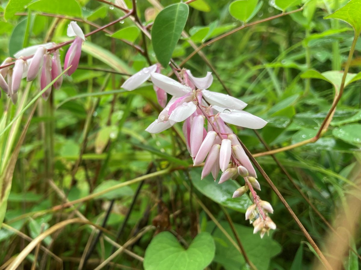 MukoujimaGarden's tweet photo. 今日の百花園は #キキョウ(桔梗)の花びらがぶぉわっとたくさん割れてみたり、いろんな草に囲まれて #ニワフジ(庭藤)が静かに咲き始めていたり、出来立ての #センナリビョウタン(千成瓢箪)が思いのほかふぁさふぁさしていたり。たくさんの雨の後でみんな元気です(≧▽≦)#ツイッターで楽しむ庭園 https://t.co/13kw3nwfvm