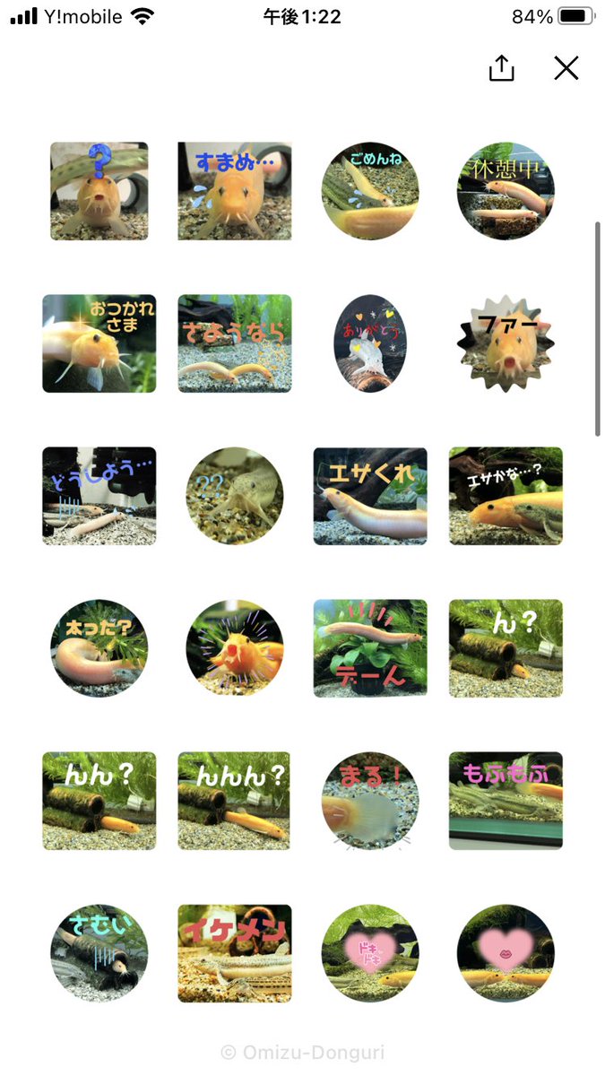 wowdojoh's tweet photo. アーッ！
#ドジョウ

[ドジョたち(実写)]
https://t.co/HgmFYcQxqX https://t.co/LonQMOUped