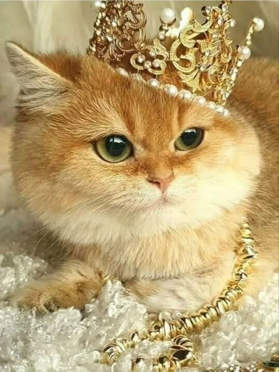 Кот Хосико арт