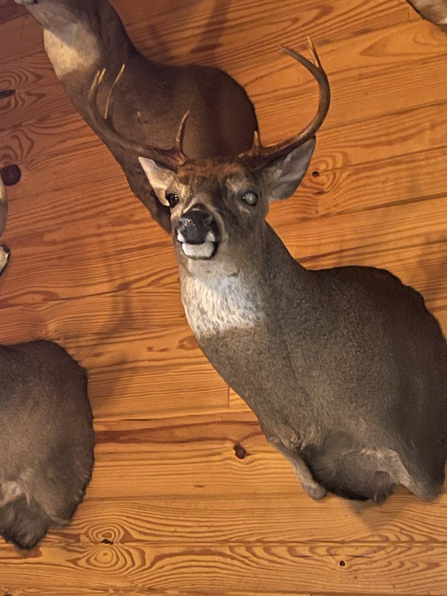 Drury Outdoors on Twitter: "How well does your taxidermist pay attention to  detail? This “One-Eyed” blind buck was brought back to life for hunter  Deanna Lucas of Kentucky! 🤩 PC: Deanna Lucas