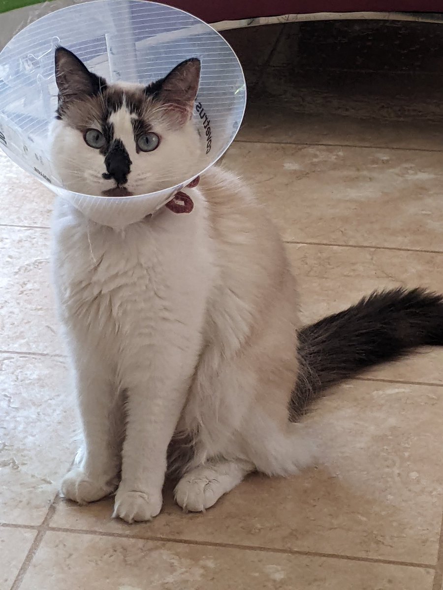 iCatLuvr's tweet photo. "Look what my hooomans did..."
#spayed #cat #cats #CatsOfTwitter #RagdollsofTwitter #ragdoll #spayneuteryourpets https://t.co/GONQgvK3Lp