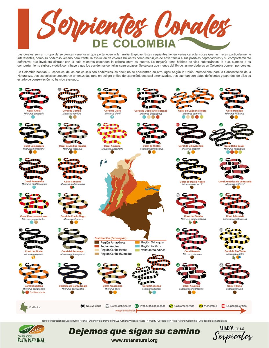 Les comparto este bonito póster que se sacó una colega, y que liberó hoy para celebrar el día mundial de las serpientes. 🐍🐍🐍

Les dejo el enlace donde pueden descargarlo en la mejor calidad.

rutanatural.org/proyectos
