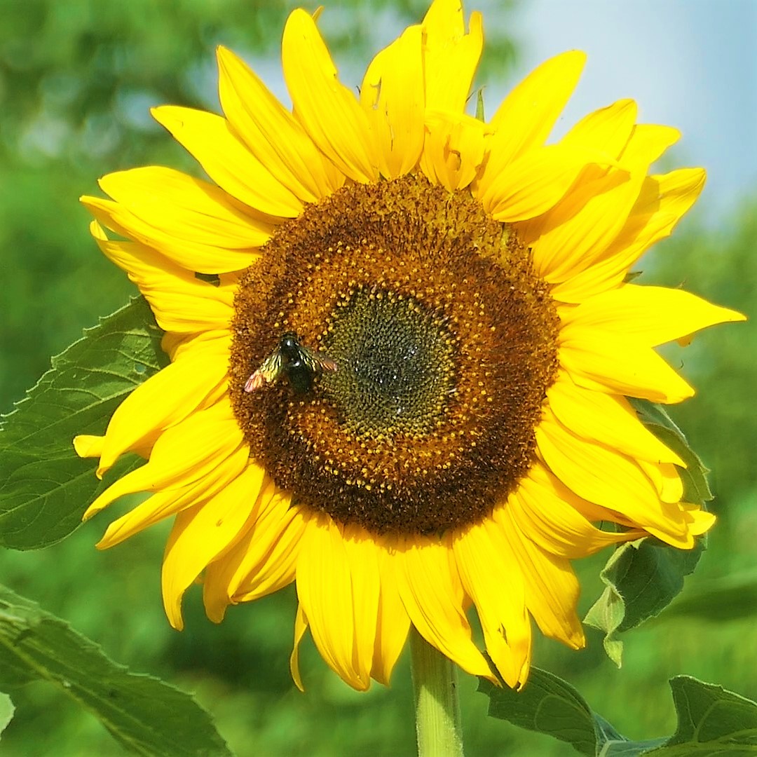 B Sub べえたさぶ Kinoko7966 Kintotocloud ハチ側が顔を向けながら飛び回っていた場合 威嚇か様子見のどちらかだと思います 花にいるうちは相当刺激しなければ大丈夫だと思うんですが 竹の巣になると一変します ｰｰ Twitter