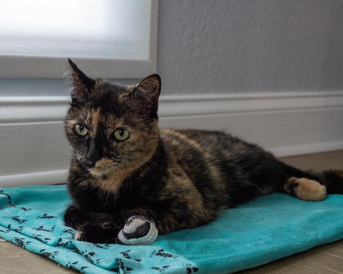 Clyffe's tweet photo. Happy #caturday https://t.co/c1josBdc6g