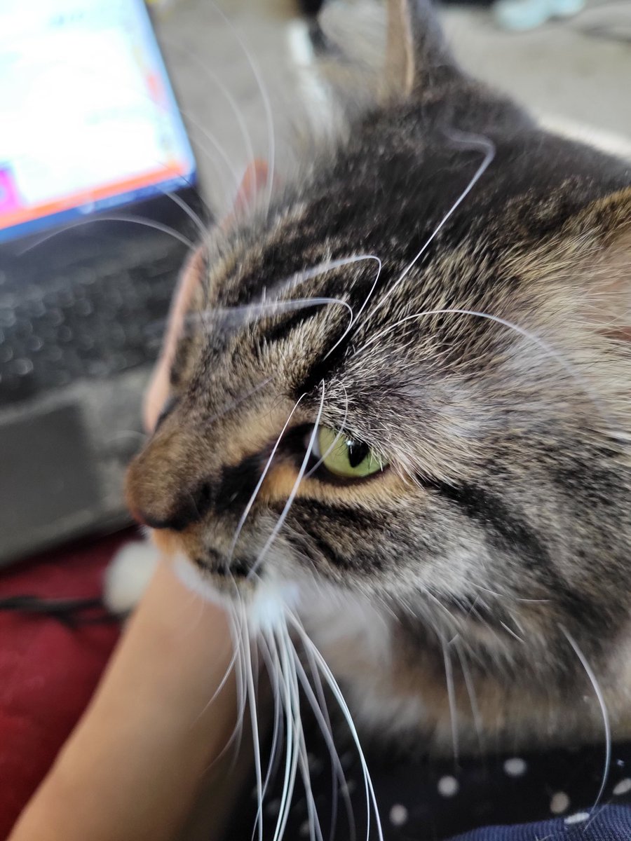 EGOTKittens tweet media