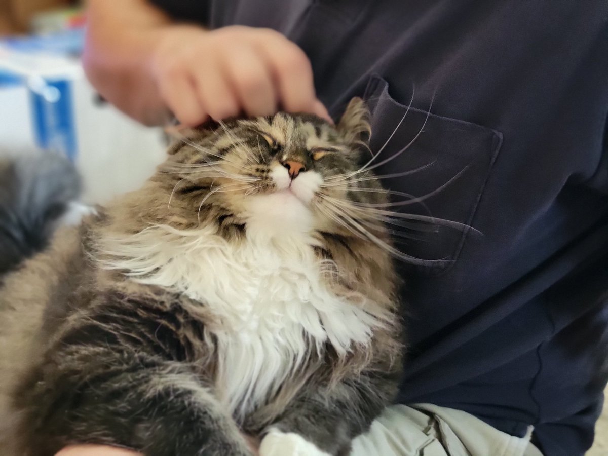 EGOTKittens tweet media