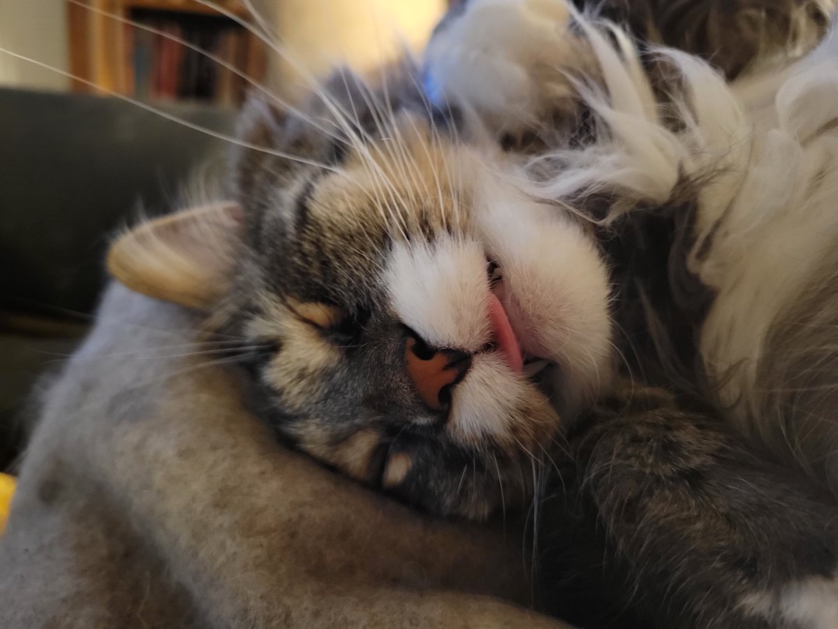 EGOTKittens tweet media