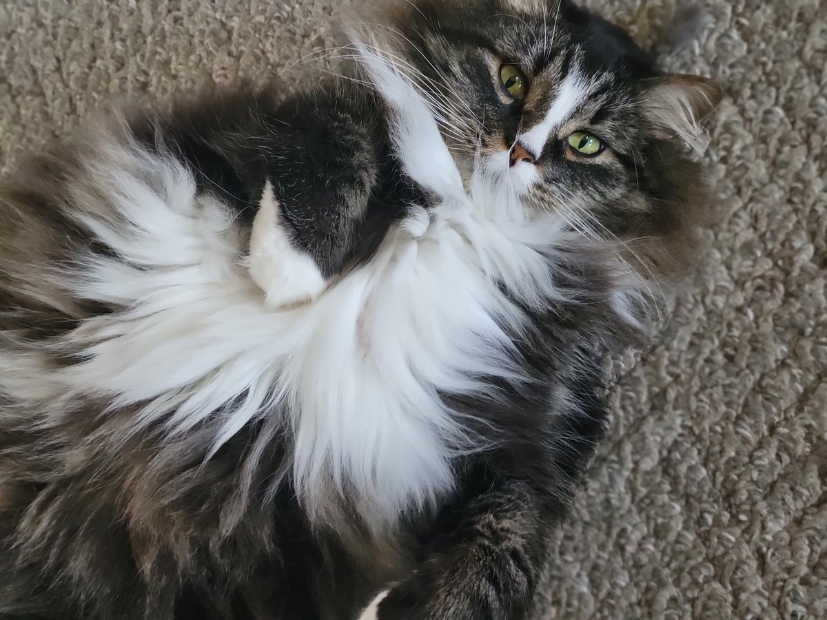 EGOTKittens tweet media