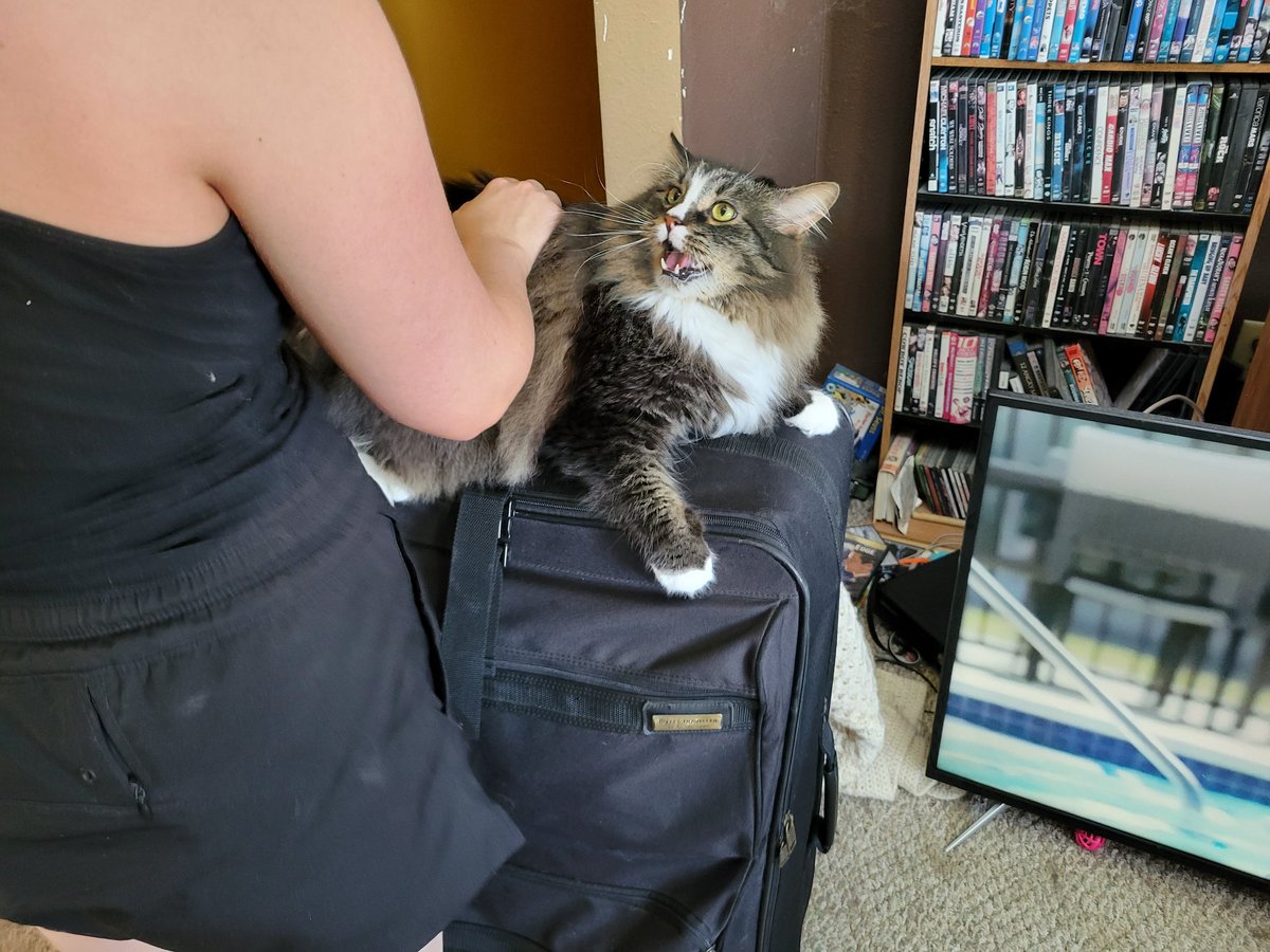 EGOTKittens tweet media