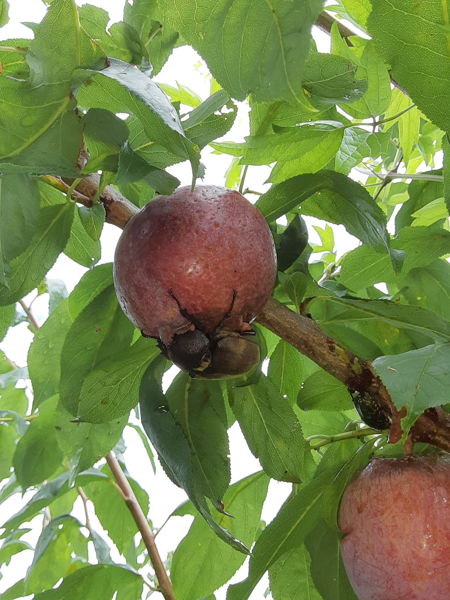 Kakashi農園 行列のできるすもも畑 すもも 果物 家庭菜園 T Co Uamblqd0vl Twitter