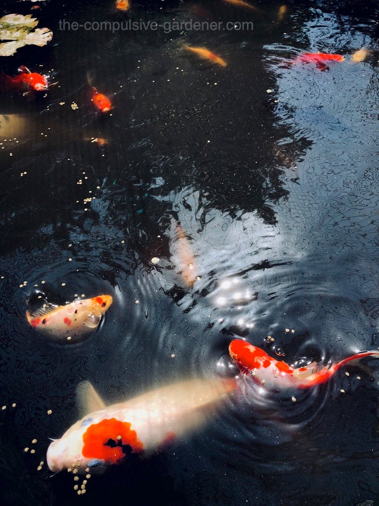 The #koi are an important part of my #garden - they not only supply a calming vibe on stressful days, but they produce liquid fertilizer for the garden. Protection from other critters is necessary tho. Has anyone built a protected structure around theirs? #gardening #permies
