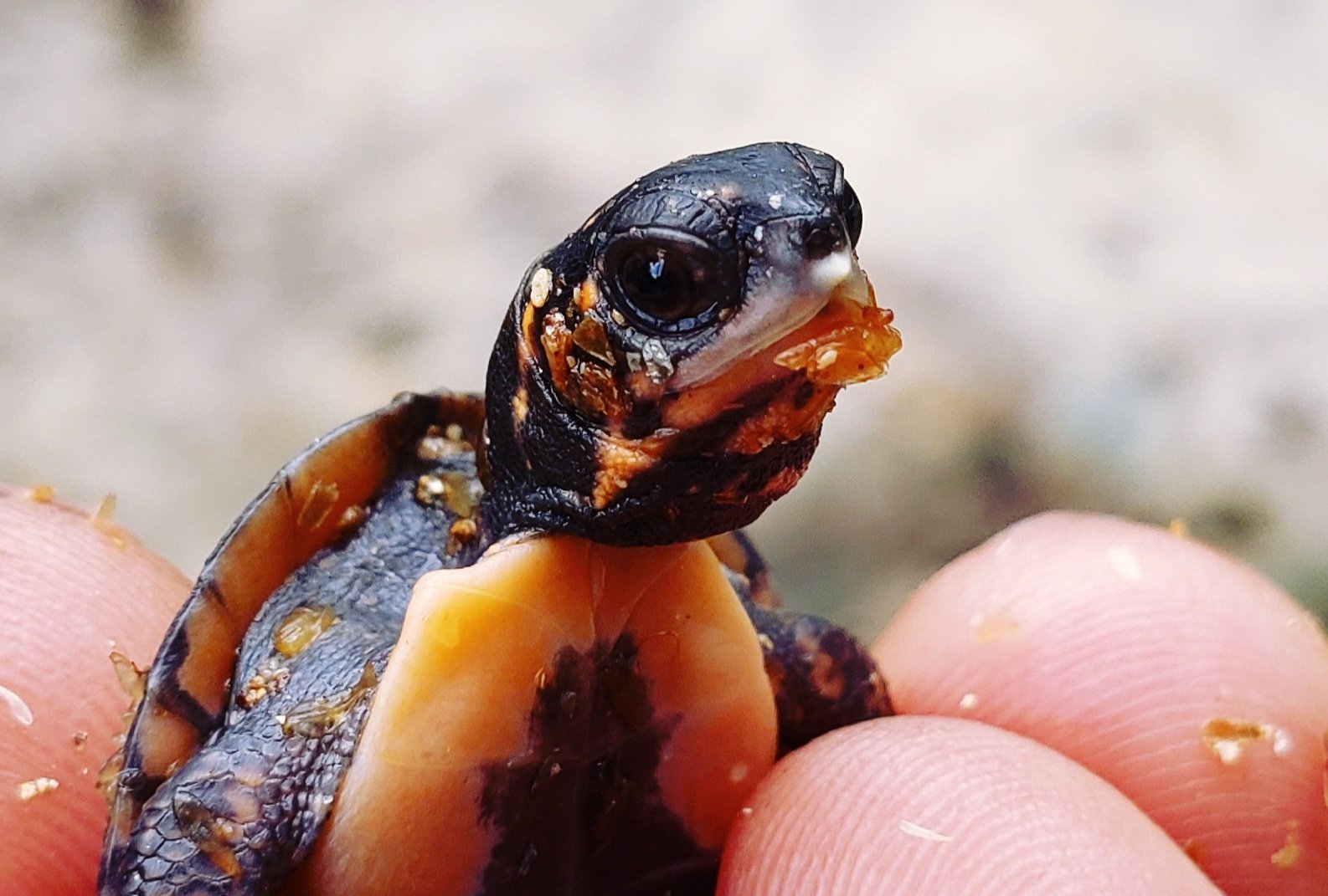 キボシ帝国 Spottedturtle Empire Spotted Empire Twitter