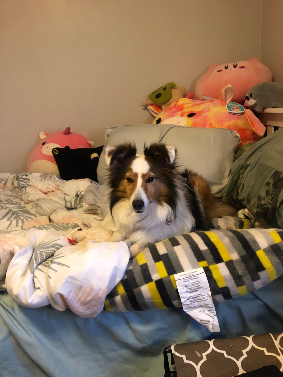 Asilcharity's tweet photo. We’re live with more DST and a spare dog! #TwitchAffilate #dogsontwitch https://t.co/QtwX2fomgv