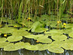 sweetiepiesnow's tweet photo. Humour in Poem or Prose
#WritingCommunity

#vsshumour optional prompt 
July 17

#SPATTERDOCK a water-lily

What plant is so deadly, a person sitting under it dies in 5 mins or less?

-A water lily

#SPATTERDOCK a water lily

@thewriteprompt @PromptAdvant
@PromptList @vsswritingRT https://t.co/s0RHUcSem0