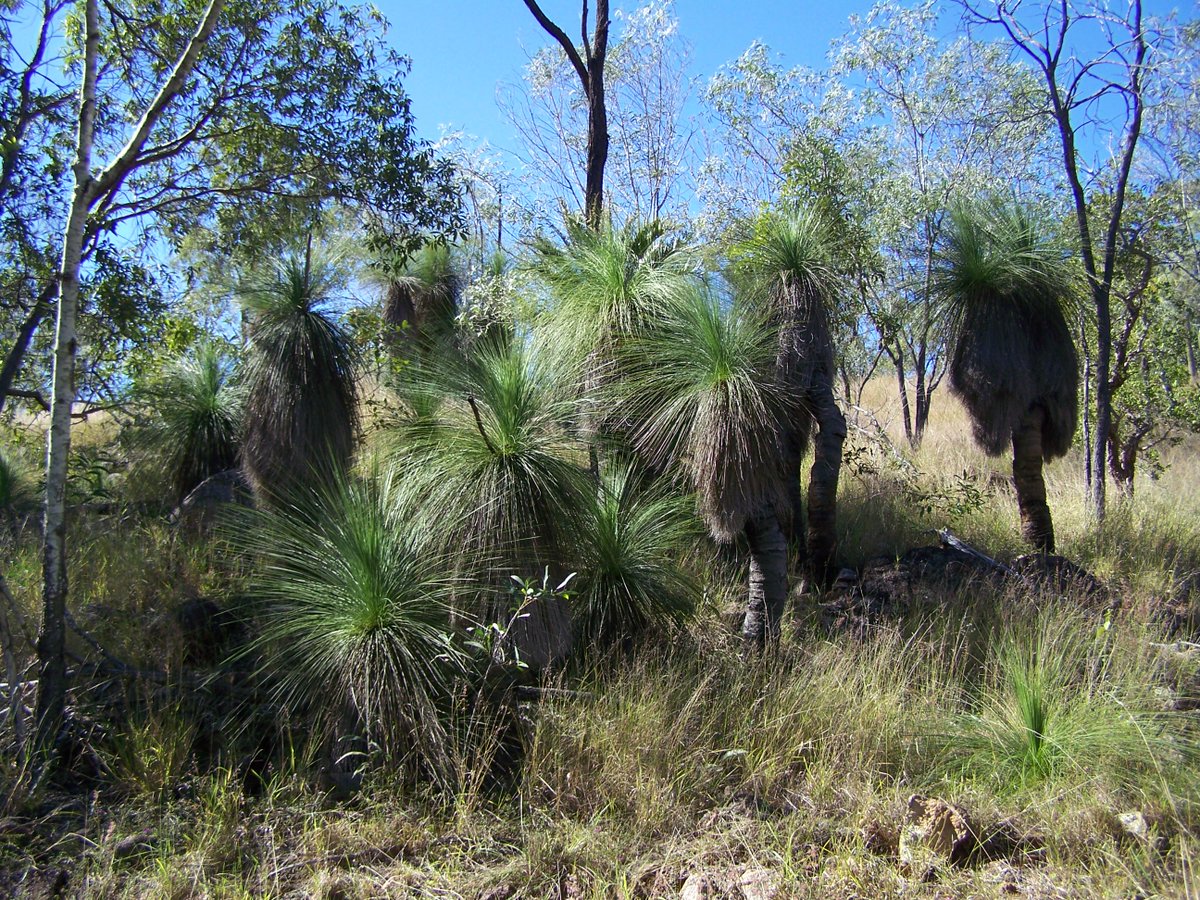 blanketcrap's tweet photo. #Grasstrees,#wattle grew edible food/seeds/sap/medicine #Aboriginals #nature #naturalist #NaturePhotography #photography #Fauna #Flora #Flowers #PhotoOfTheDay #photo #Australian #auspol #qldpol #LifeLessons https://t.co/wnWAWd0l7g, https://t.co/W8lWoSzwD7 https://t.co/iM9h2OiUPF