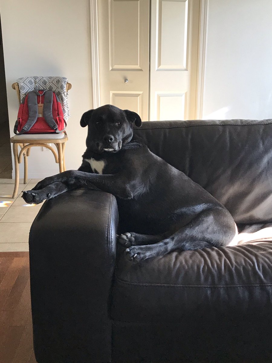 Get a load of this dog. #DogsofTwittter #doggo #ted #adoptdontshop #love #pupper #yyc #alberta #heshuman #sonofabitch #whatishethinking <a href="/cmcalgary/">cm</a>