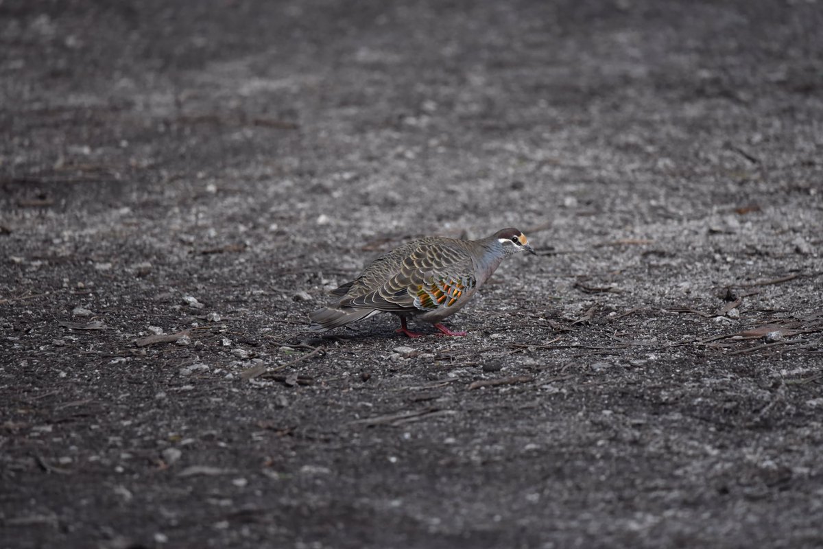 GPMooreEsq's tweet photo. No more needs be said. 

#WildOz #OzBirds #WildMelbourne #commonbronzewing https://t.co/gYArJuonCq