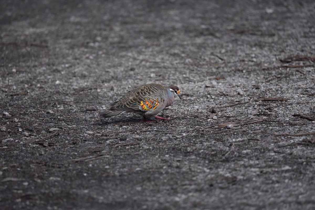 GPMooreEsq's tweet photo. No more needs be said. 

#WildOz #OzBirds #WildMelbourne #commonbronzewing https://t.co/gYArJuonCq