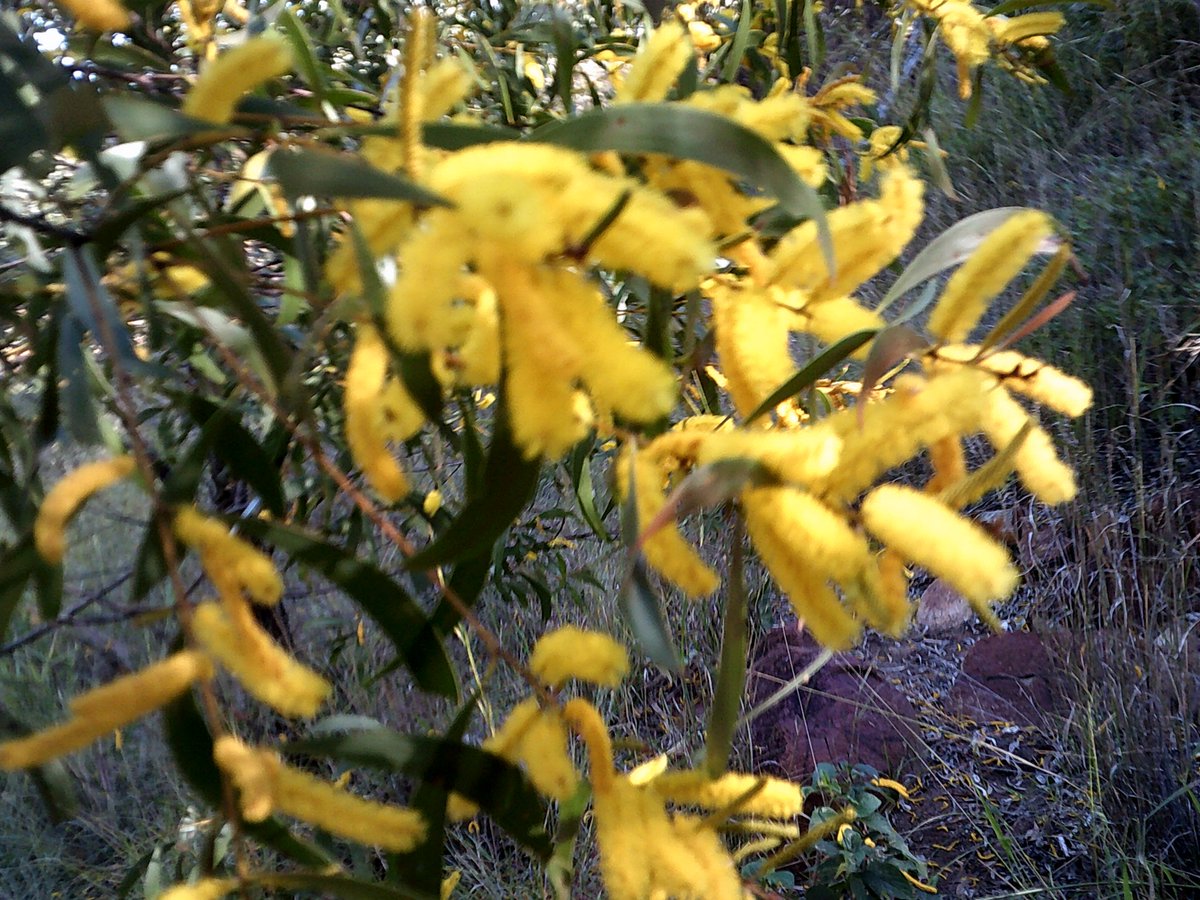 blanketcrap's tweet photo. #Grasstrees,#wattle grew edible food/seeds/sap/medicine #Aboriginals #nature #naturalist #NaturePhotography #photography #Fauna #Flora #Flowers #PhotoOfTheDay #photo #Australian #auspol #qldpol #LifeLessons https://t.co/wnWAWd0l7g, https://t.co/W8lWoSzwD7 https://t.co/iM9h2OiUPF
