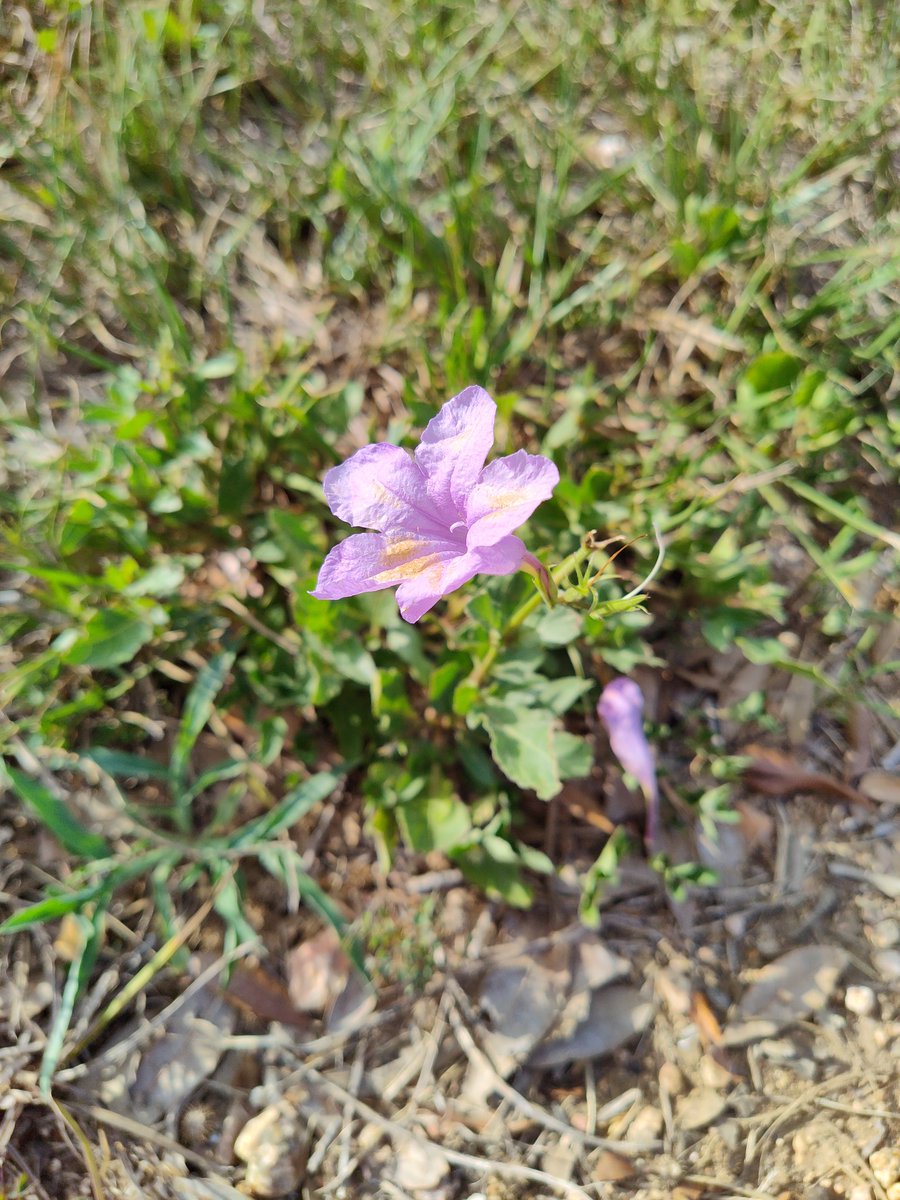 Jaime444444444's tweet photo. A hard day, guys. just a bad spiral/trigger, I need to protect my eyes on twitter more. but sleeping is good therapy for me💜 hope you're all doing well❤️ got my walk in (1/2 of it, knee still weak, so I added the TB trip🤫) new bk vegan burger for comfort, #forhere💜see ya☺️ https://t.co/xxPBEZoXoU