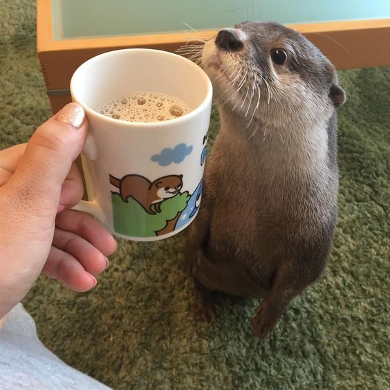 Lontrinhass's tweet photo. lontrinha e sua caneca de lontrinha https://t.co/ccTQno8IPQ
