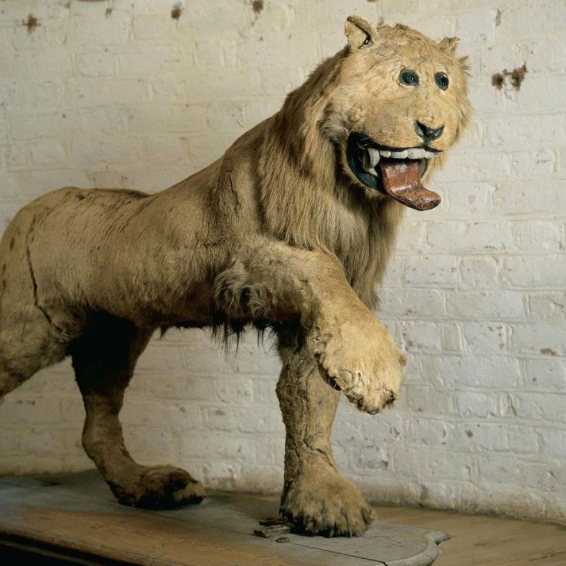 historyinmemes's tweet photo. In 1731, king Frederick I of Sweden sent a taxidermist his favorite lion who had died and this what he received back https://t.co/dDWX5NHVnI