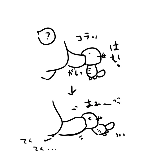 余談。
ウパちゃんはムックルに混ざって餌を貰おうとするだぬちゃんを最初は上のように引き留めてましたが、体格差から引きずられて下のようになりましただぬ。笑 