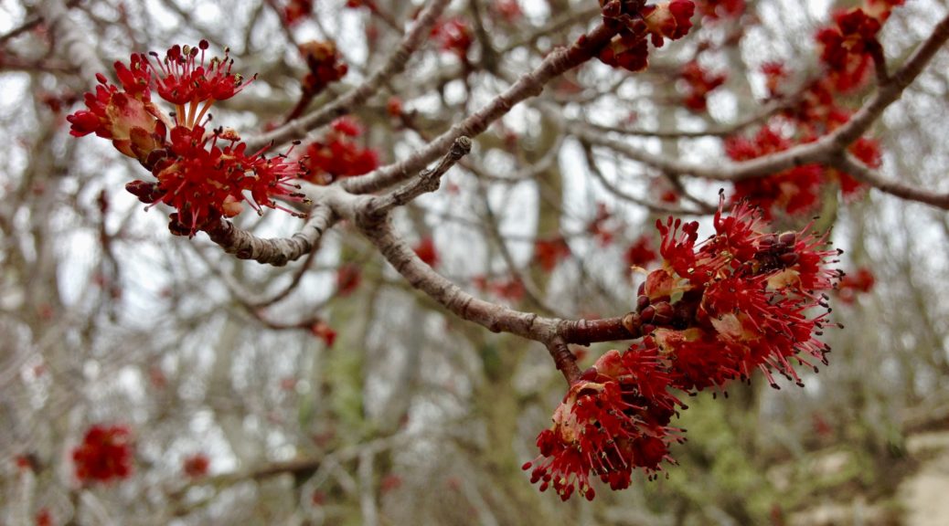 MapleURI1's tweet photo. Reduce Inflammation With Maple: 
https://t.co/AIdMDedowV
Visit our YouTube channel for more videos about health benefits of maple syrup: https://t.co/VGvIuhzBZi
Disclaimer: The findings discussed are lab based and further studies need to be done. #maple #health #science https://t.co/1bRZ4SeCSe