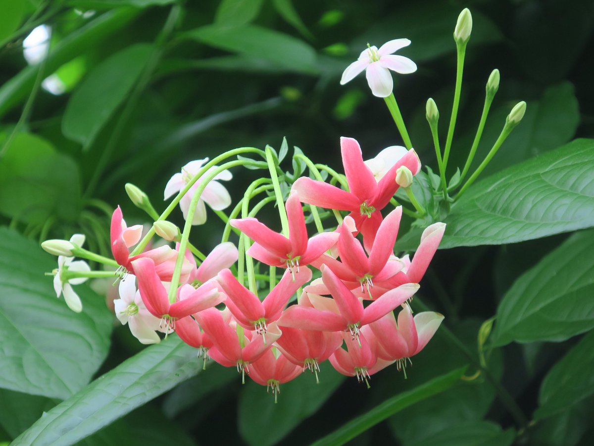 himadree☆シクンシ10株 シクンシ