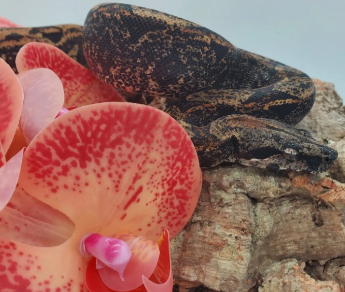 Caughtafaygo's tweet photo. 2 more payments and my new baby comes home!! This boy aint no petsmart snake. This here boa constrictor is top of the line my dudes and dudettes 🐍😎 i cant wait to get him home. #HypoIMG #Boa #Morph #BreedingProject #Snakes https://t.co/9wODJLrL42