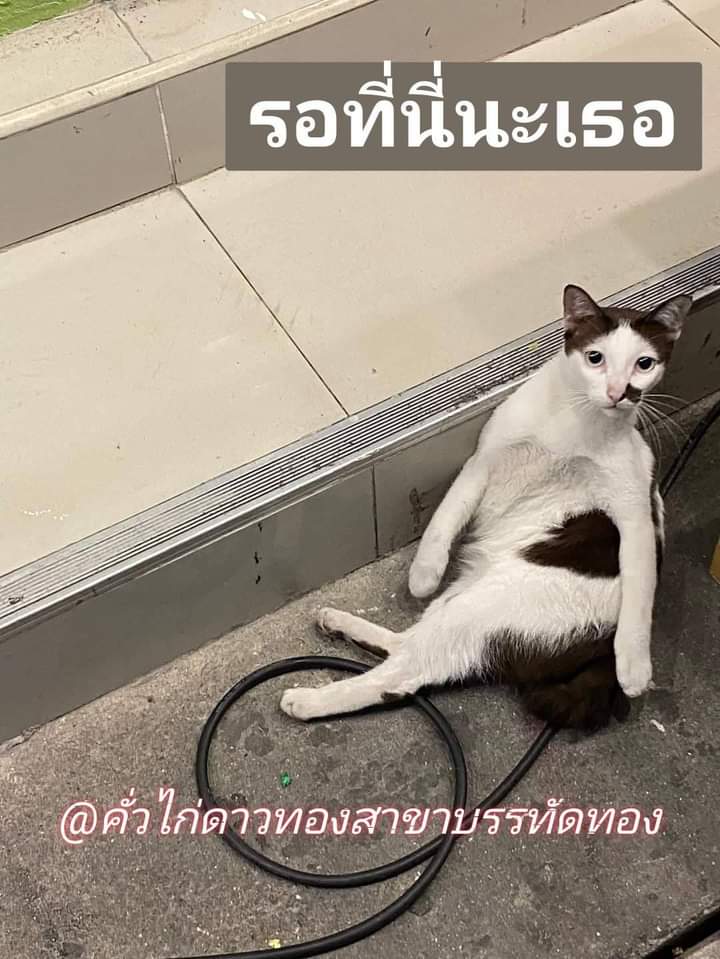 thanchuda's tweet photo. เย็นนี้เจอกันค่า
#คั่วไก่ดาวทอง​สาขาบรรทัดทอง https://t.co/6njOEniiHr