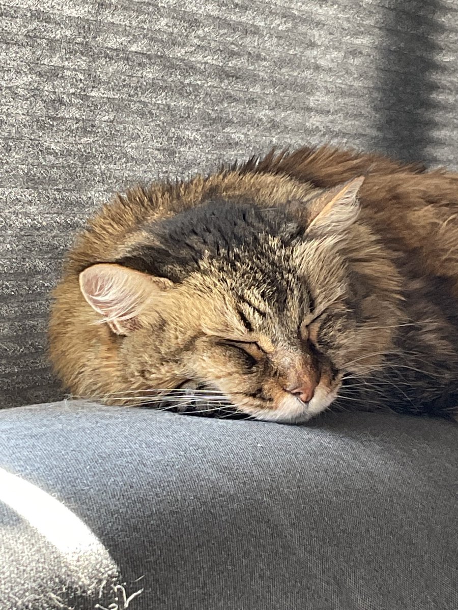 VayaConDonos's tweet photo. Mango the #pixiebobcat moved on this afternoon. She was the best cat that anyone could ask for. She’d start purring as soon as you looked at her, and she’d cuddle for hours. I’m so glad I got to be a part of her life for 14 years #CatsOfTwitter https://t.co/kVFy1dRxg9