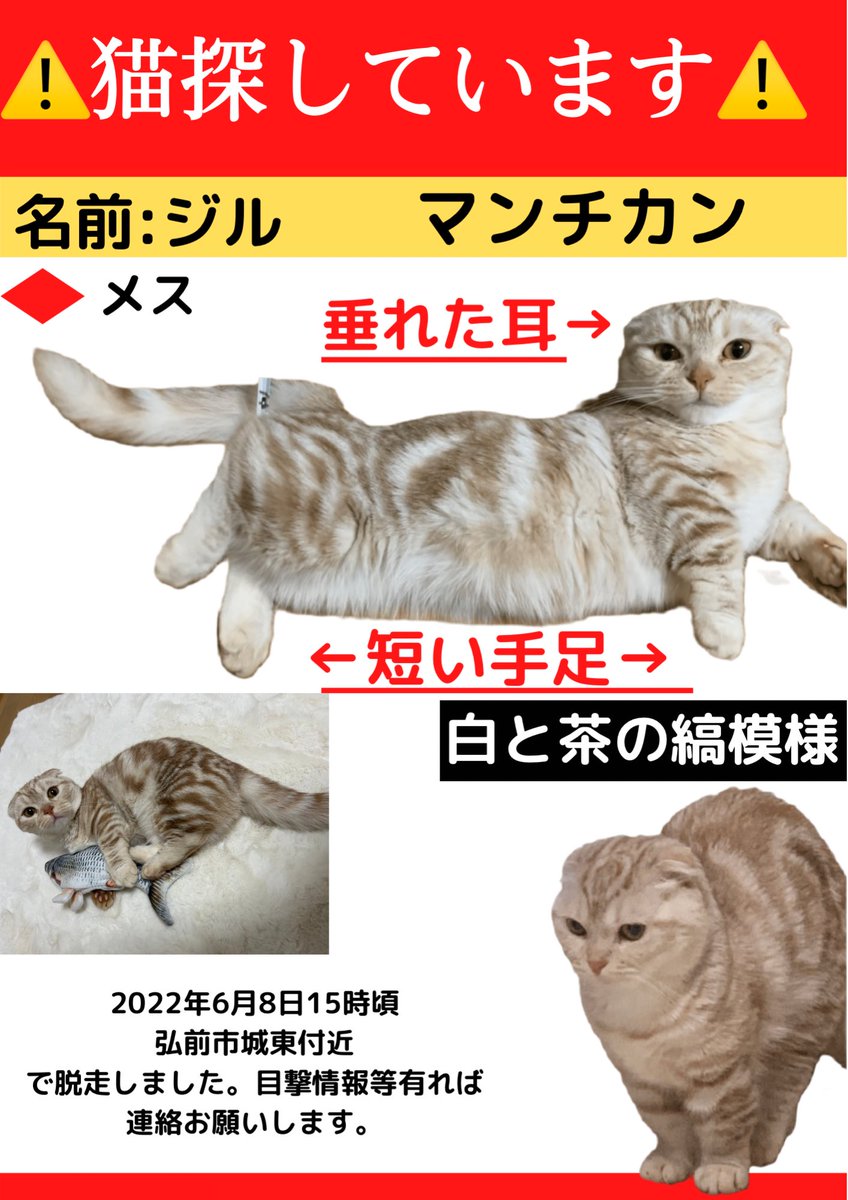 wasizu7masahiko's tweet photo. 🔶#拡散希望🔶
よろしくお願いします😺🙏#迷子猫 
✳️名前『ジル😺ちゃん』
⭕️#マンチカン
⭕️メス♀🌺2歳
⭕️茶白🤎🤍の斑模様
⭕️手足短い😳
⭕️鼻先➡️桃色
⭕️保護されて💖いらっしゃいませんか？(^-^;💦
⭕️#弘前市城東 付近～迷子😢
⭕️令和4年6月8日以降行方不明😭
#どんな些細な情報でもお願いします🙏 https://t.co/z4KBu0z9qg