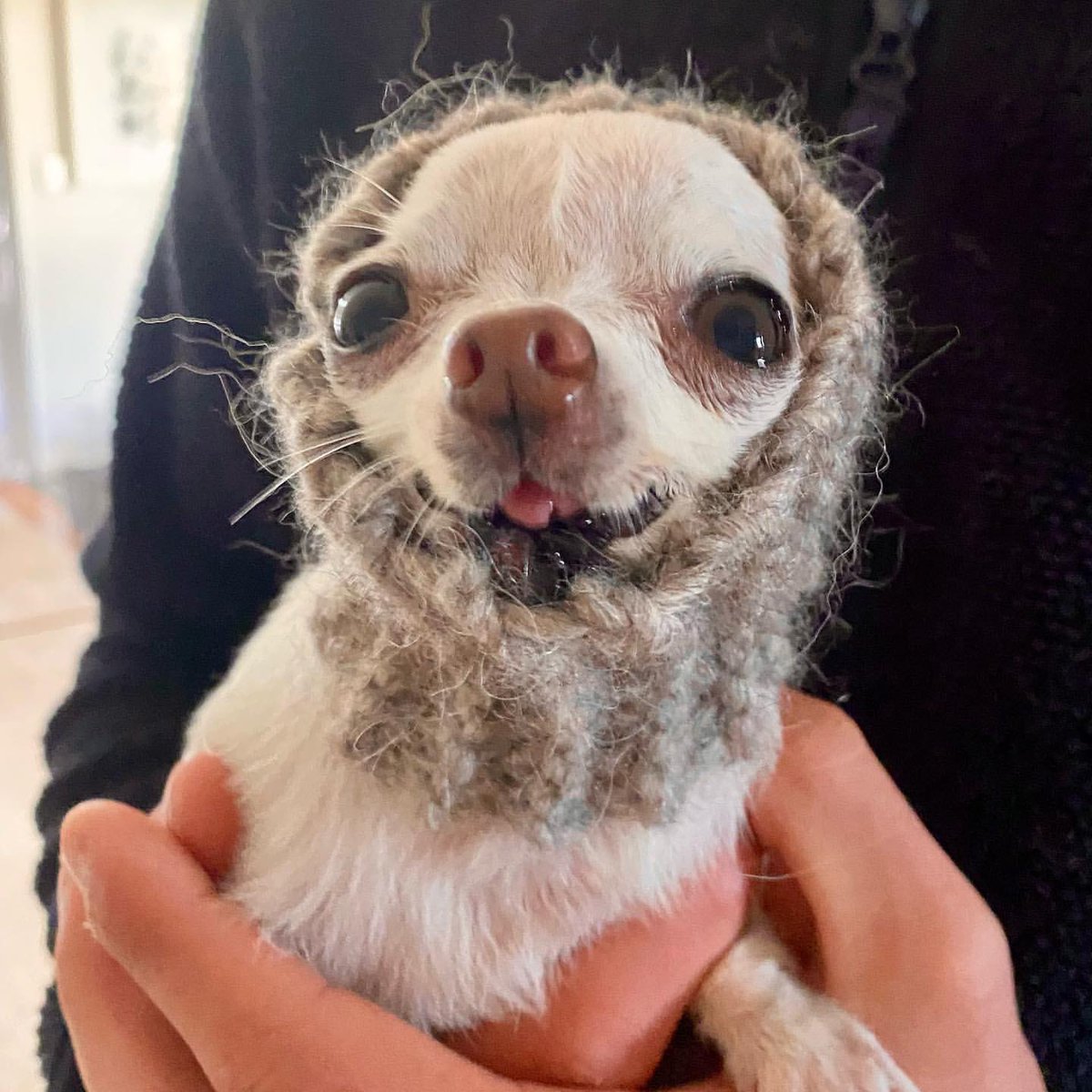 DogsofInstagram's tweet image. For Peewee, it’s always snood season. #handknitwithlove ❤️