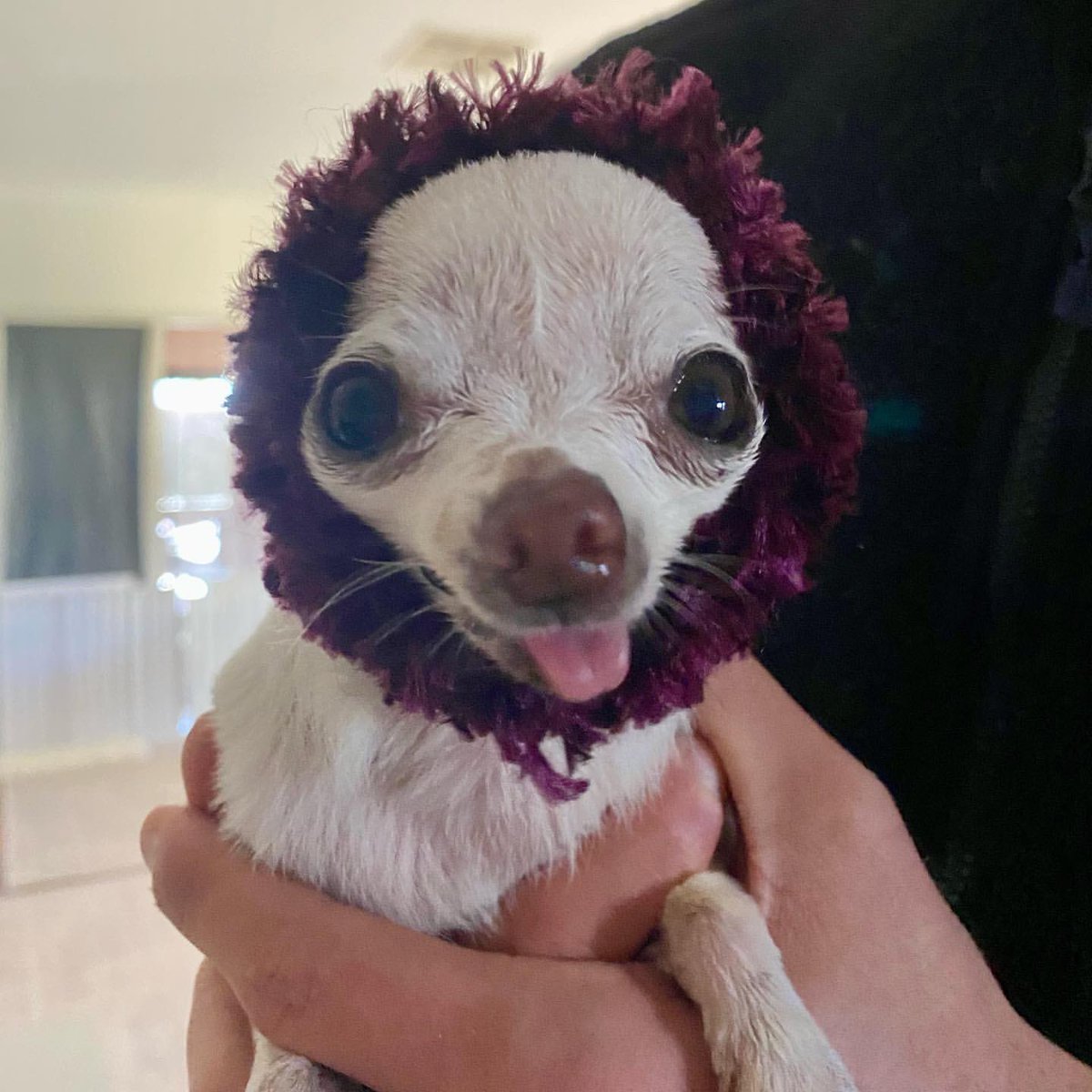 DogsofInstagram's tweet image. For Peewee, it’s always snood season. #handknitwithlove ❤️