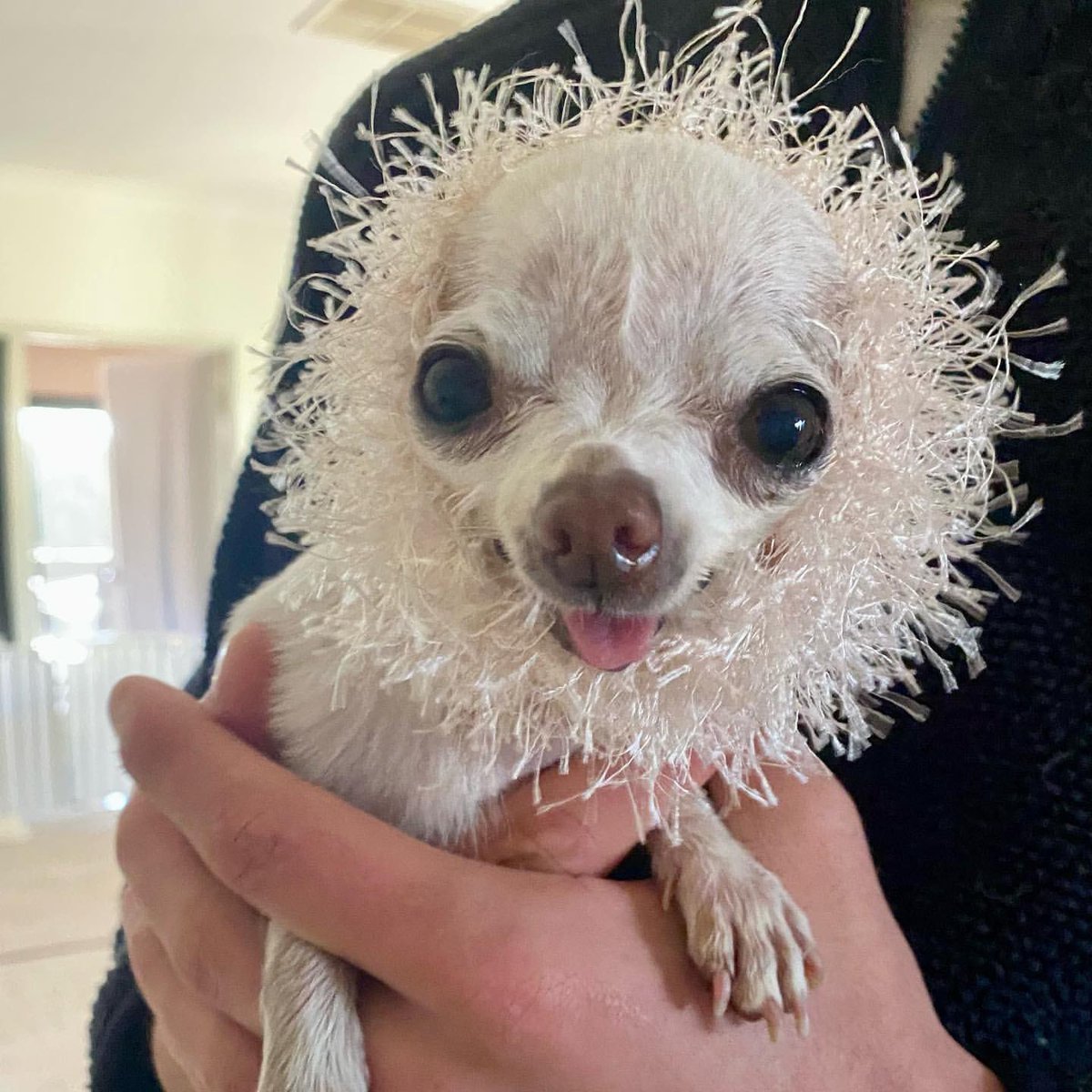 DogsofInstagram's tweet image. For Peewee, it’s always snood season. #handknitwithlove ❤️