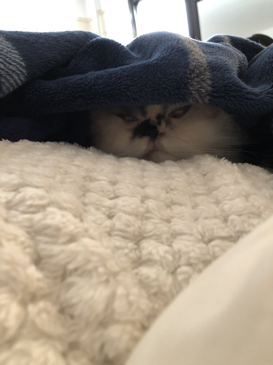 HixRockett's tweet photo. @thechrisbarron Happy Caturday from this lazy #MooshooCat 🐾 https://t.co/vwhTDnlfJa